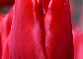 Tulipa Heartbreaker ® (3)